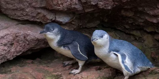 Kororā Little Penguin pair emerging from rocky burrow at Banks Peninsula