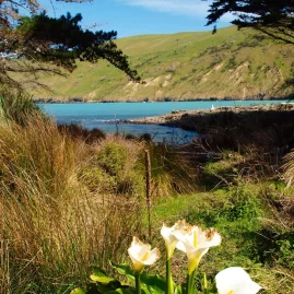 Scenic coastal view of Pōhatu Bay with wildflowers in bloom