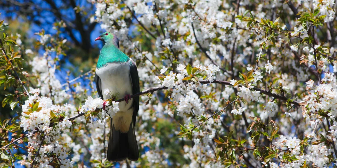 Kererū wood pigeon perched in spring blossoms on Banks Peninsula