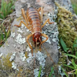 Close-up of native New Zealand wētā insect at Pōhatu Bay, Akaroa