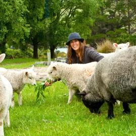 Rare breed sheep grazing at Pōhatu Bay farm with the Helps Family