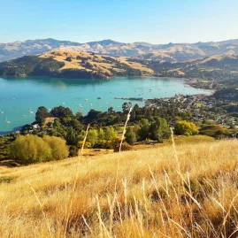 Golden hillside view over Akaroa Harbour on Banks Peninsula