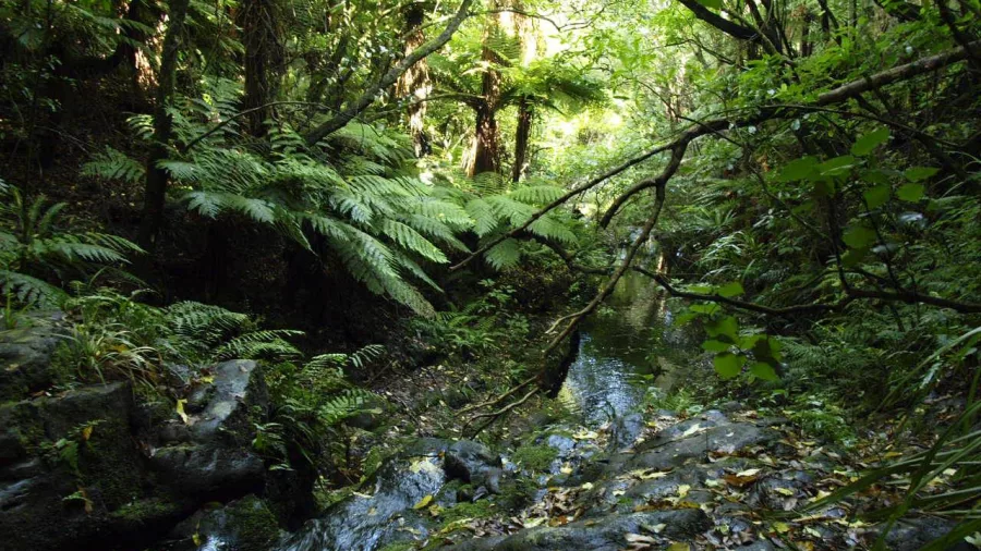 Native bush stream at Pōhatu Bay near Akaroa on Banks Peninsula