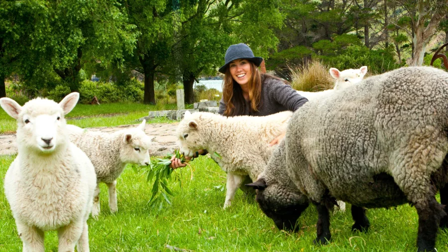 Rare breed sheep grazing at Pōhatu Bay farm with the Helps Family