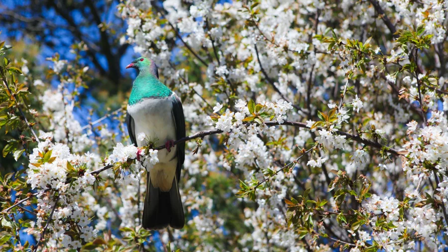 Kererū wood pigeon perched in spring blossoms on Banks Peninsula