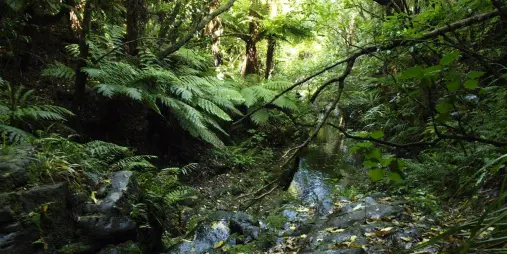 Native bush stream at Pōhatu Bay near Akaroa on Banks Peninsula