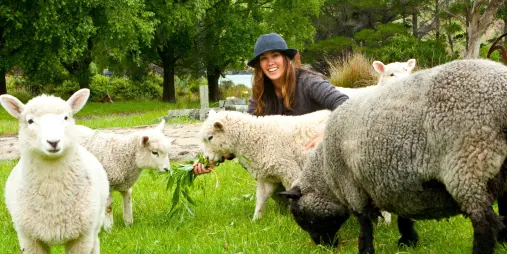 Rare breed sheep grazing at Pōhatu Bay farm with the Helps Family