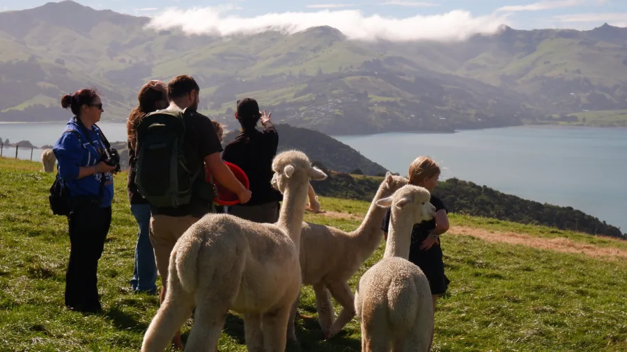 Akaroa Alpaca Farm Tour | Shamarra Alpacas Near Christchurch