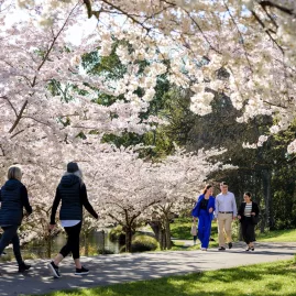 People walking under cherry blossoms in Hagley Park, Christchurch
