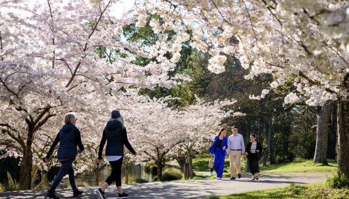 People walking under cherry blossoms in Hagley Park, Christchurch