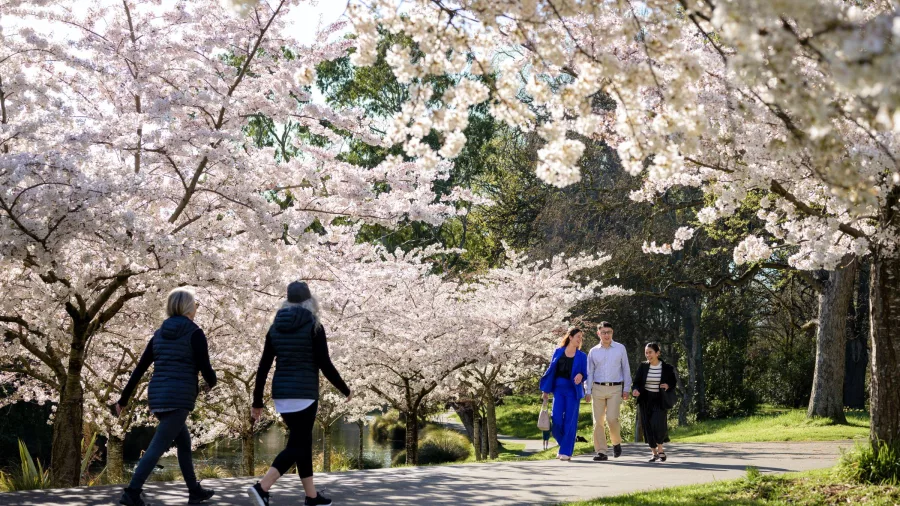People walking under cherry blossoms in Hagley Park, Christchurch