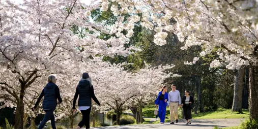 People walking under cherry blossoms in Hagley Park, Christchurch