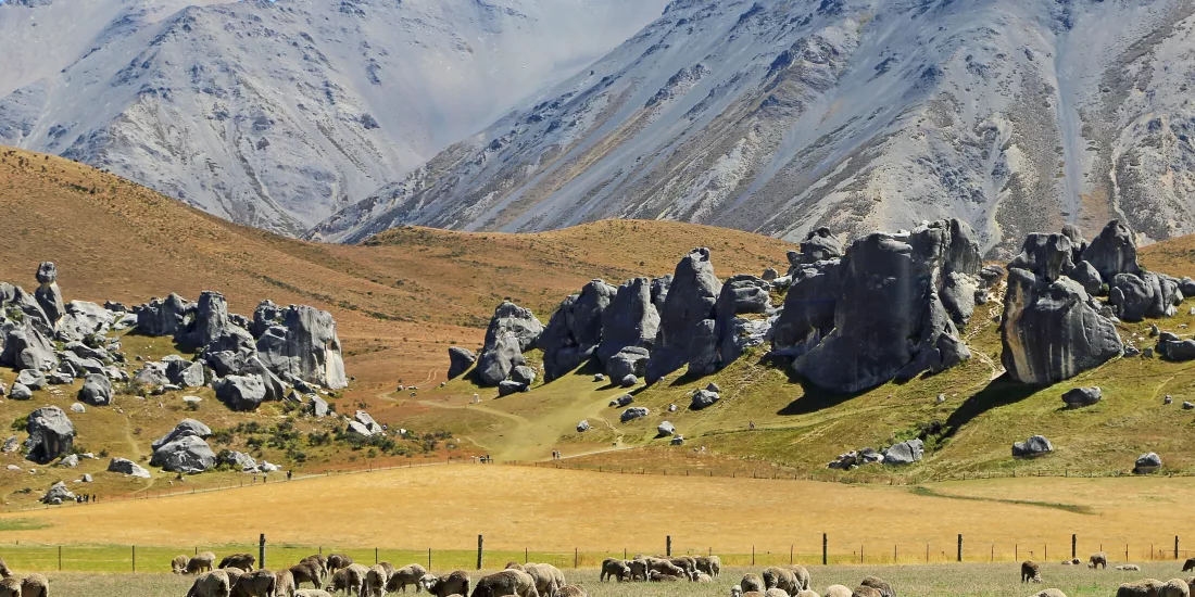 Flock of sheep grazing in the valley beneath Castle Hill’s limestone boulders