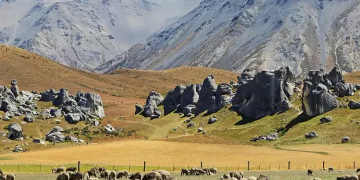 Flock of sheep grazing in the valley beneath Castle Hill’s limestone boulders