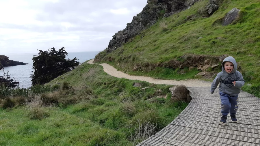 Young child walking along the clifftop boardwalk above the sea near Godley Head