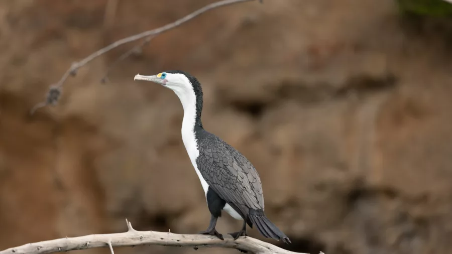 Pied shag perched on a branch near Quail Island in Lyttelton Harbour