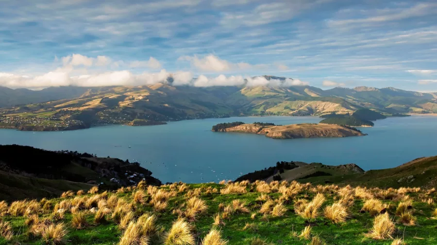 Scenic view of Lyttelton Harbour and Quail Island from hillside