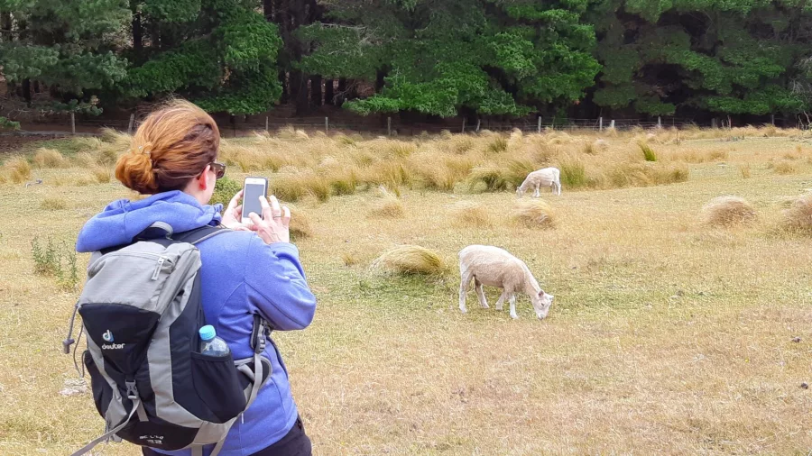 Hiker photographing grazing sheep in a paddock on the Packhorse Hut day walk