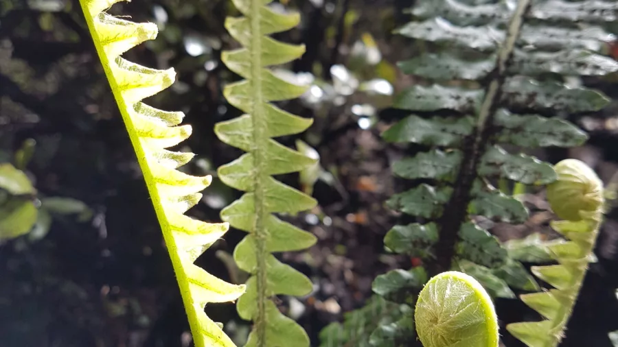 Close-up of unfurling koru fern along the Port Hills walking trail