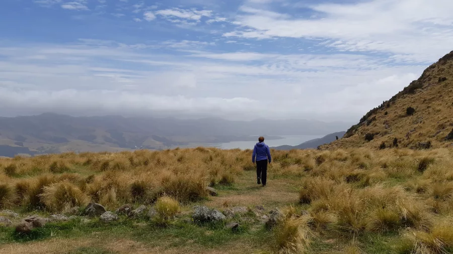 Hiker facing away, overlooking tussock hills and distant harbour views on the Packhorse track