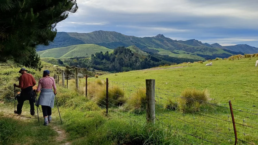 Two walkers using hiking poles on a pastoral trail through Banks Peninsula farmland