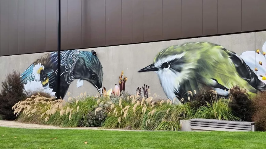 Tui and Rifleman mural by Chimp on Lichfield Street in Christchurch