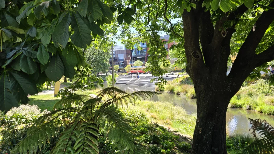 View of Ōtākaro Avon River through lush trees and native ferns in central Christchurch