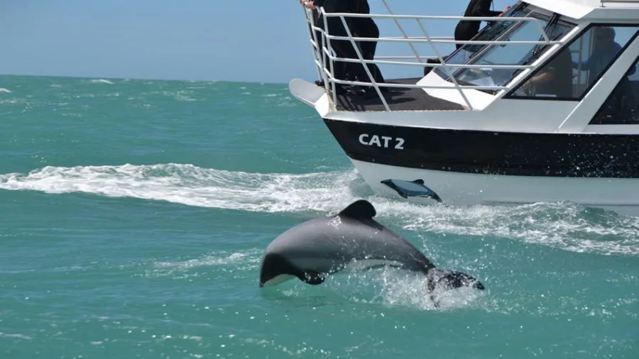 Hector’s dolphin jumping out of the water beside a harbour cruise boat in Akaroa