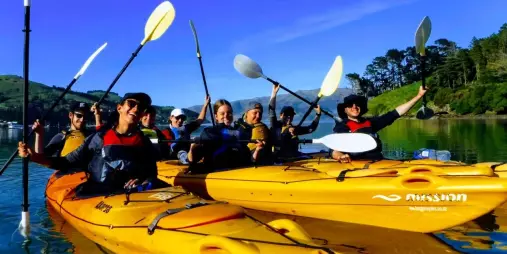 Group of excited kayakers raising their paddles during a sunny Akaroa Harbour adventure