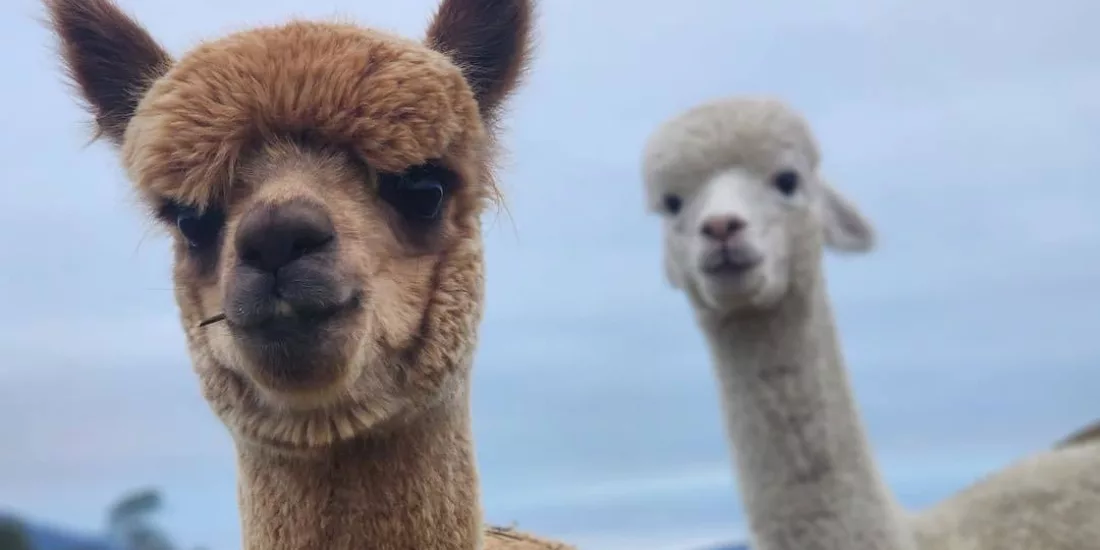 Two curious alpacas facing the camera with green pastures behind them