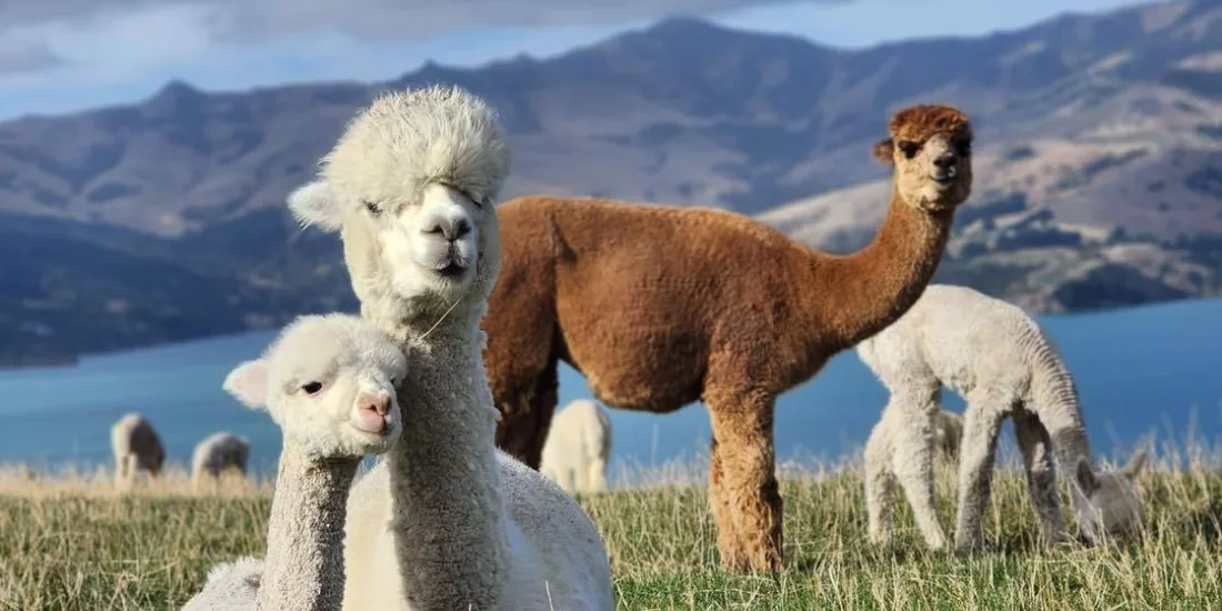 Alpacas relaxing in the paddock with Akaroa Harbour and hills in the distance