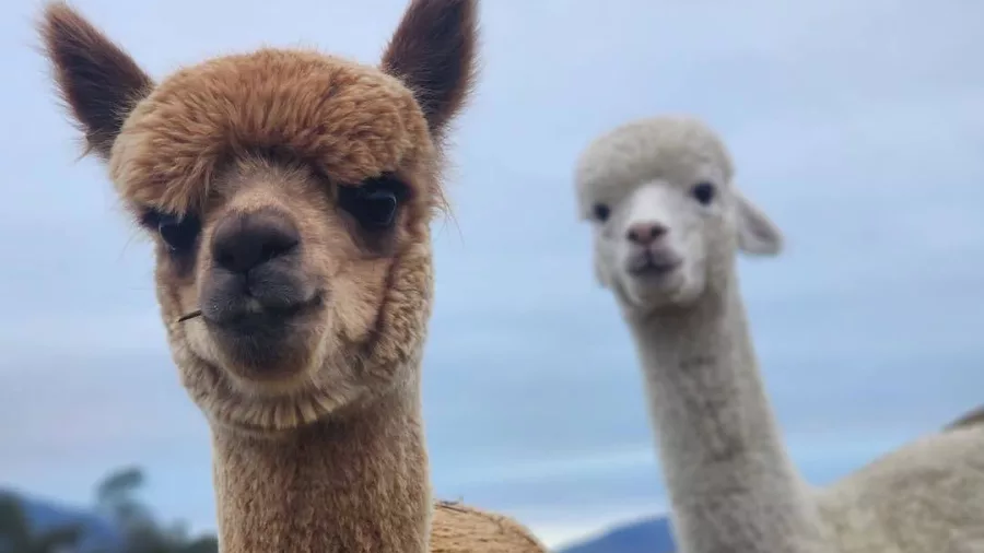 Two curious alpacas facing the camera with green pastures behind them