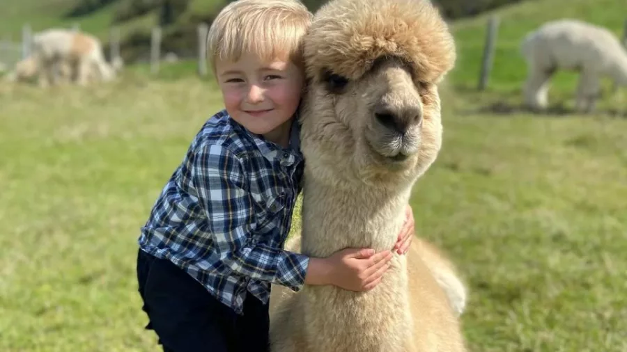 Young boy hugging Rising Sun the alpaca at Shamarra Alpaca Farm in Akaroa