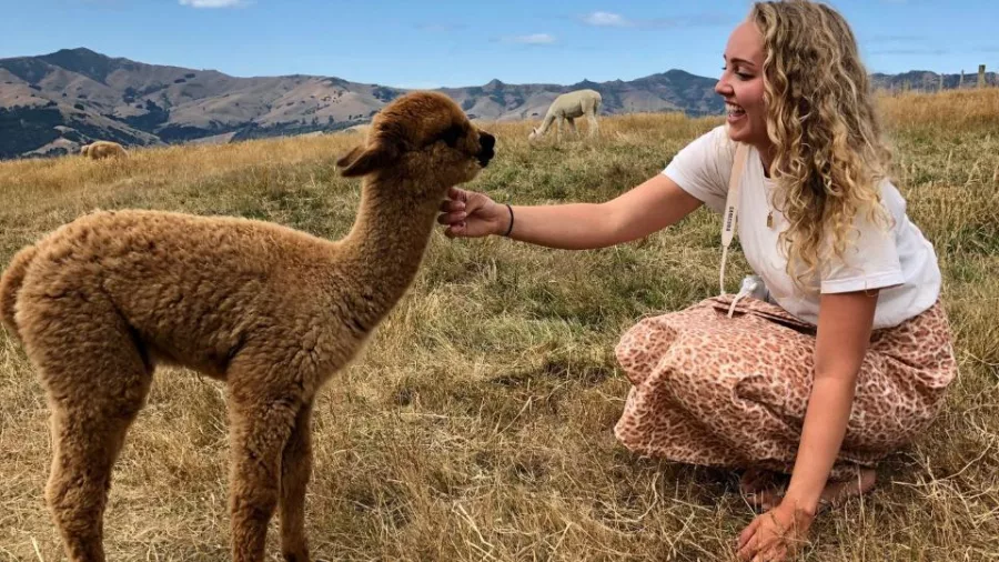 Young woman kneeling to feed Nutella the alpaca in a dry paddock on Banks Peninsula