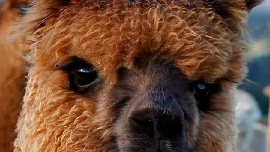 Close-up portrait of Nutella the alpaca with a backdrop of Banks Peninsula hills