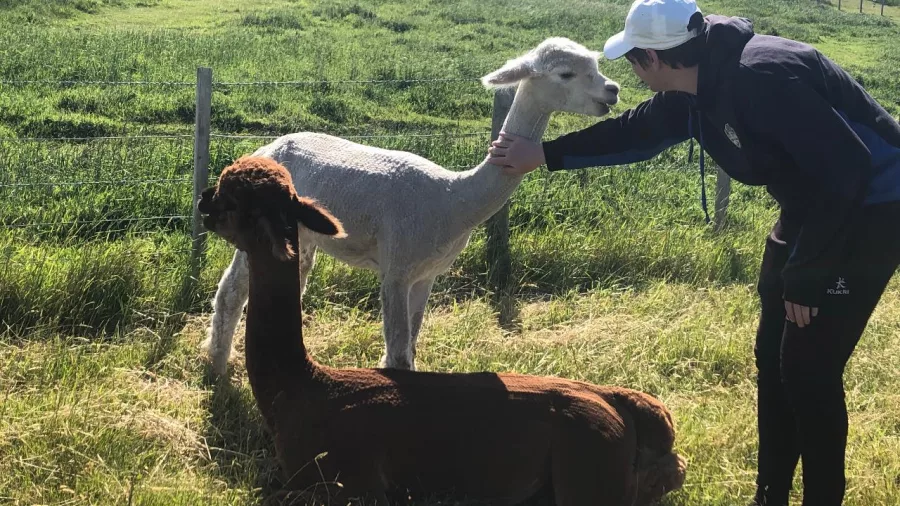 A visitor gently petting two alpacas in the lush paddocks of Shamarra Farm