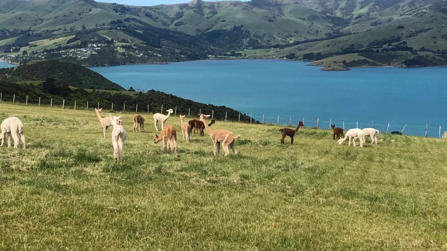 Alpacas grazing in a paddock overlooking Akaroa Harbour at Shamarra Alpaca Farm