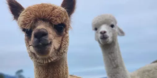 Two curious alpacas facing the camera with green pastures behind them