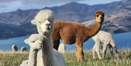 Alpacas relaxing in the paddock with Akaroa Harbour and hills in the distance