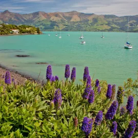 Vibrant purple echium flowers on the coast of Akaroa with the turquoise harbour and hills in the background