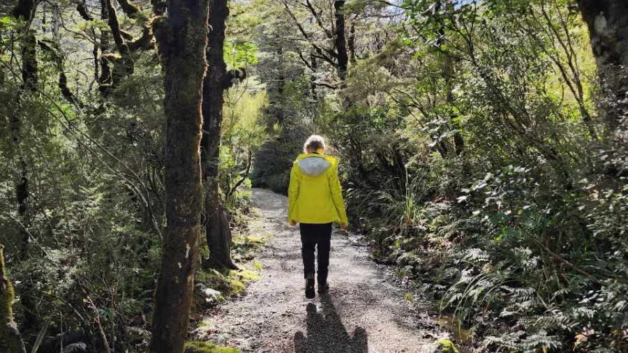 Person walking a forest track surrounded by native trees in Arthur’s Pass