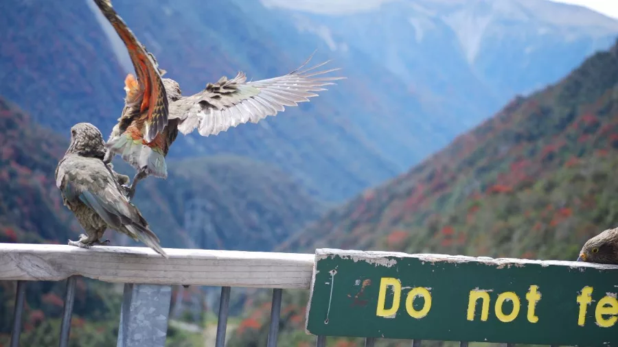 Kea parrots interacting near a lookout sign in Arthur’s Pass National Park