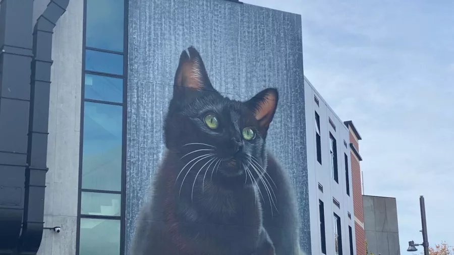 Large mural of a black cat with green eyes on the side of a building in Christchurch city