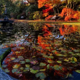 Autumn leaves reflected in a lily pond at Christchurch Botanic Gardens