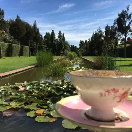 Teacup on a saucer in the foreground with a lily pond and manicured gardens in Canterbury.