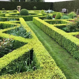 Neatly clipped box hedges forming a geometric garden layout in Canterbury.