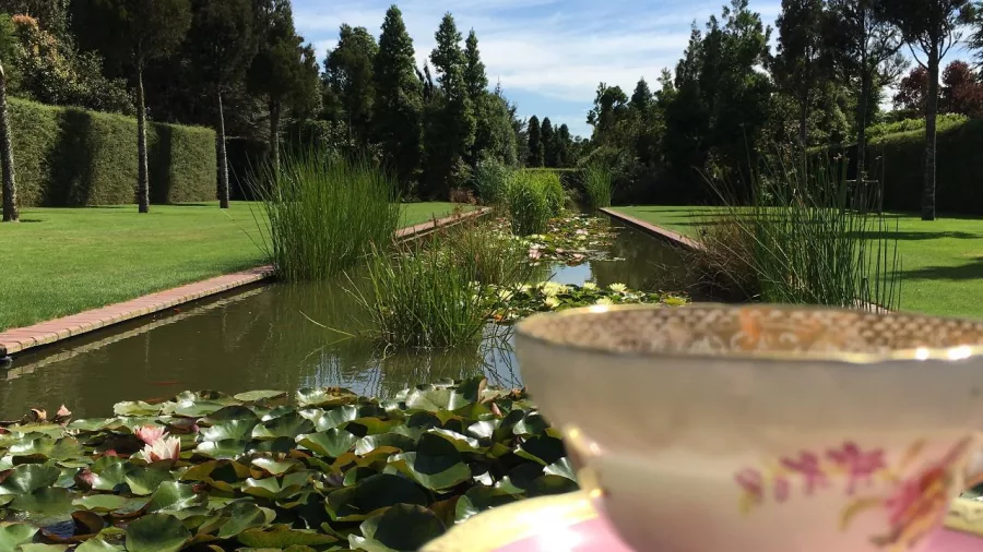 Teacup on a saucer in the foreground with a lily pond and manicured gardens in Canterbury.