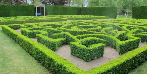 A neatly trimmed hedge maze surrounded by tall green hedges in a formal garden setting in Canterbury, New Zealand.