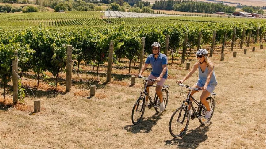 Couple cycling through a vineyard in the Waipara wine region.