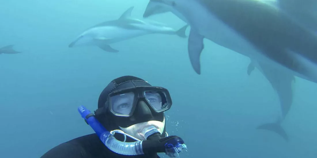 Snorkeller looking at Dusky dolphins underwater on a guided swim experience in Kaikōura.